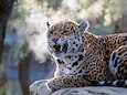 ARTIS-Park tickets met korting
