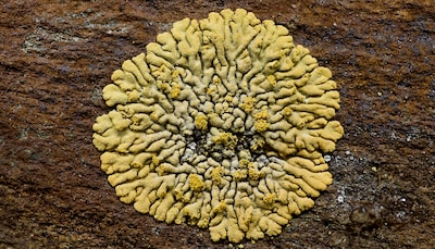 IVN Oost-Veluwezoom kijkt naar mossen in Velp