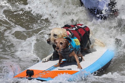 Honden trotseren de oceaan in Californië tijdens wereldkampioenschap hondensurfen