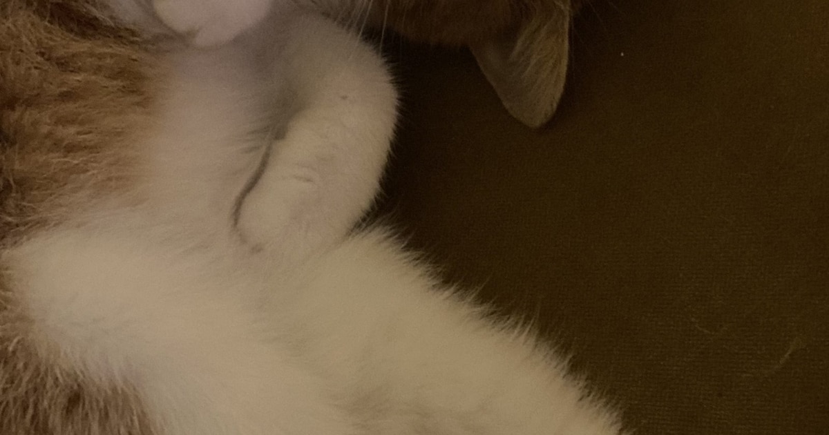 Heb jij Ozzy, Niva of Chickie gezien? Deze vier huisdieren worden in Papendrecht vermist