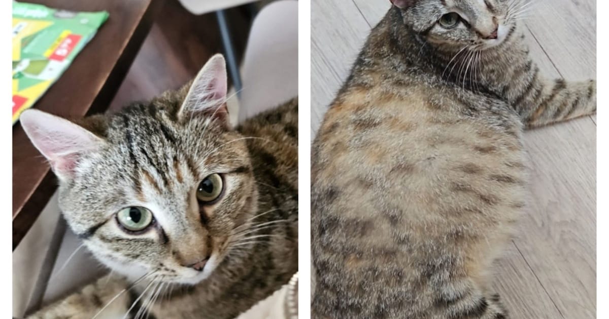Heb jij Poes of Queenie gezien? Deze twee huisdieren worden in Venlo vermist