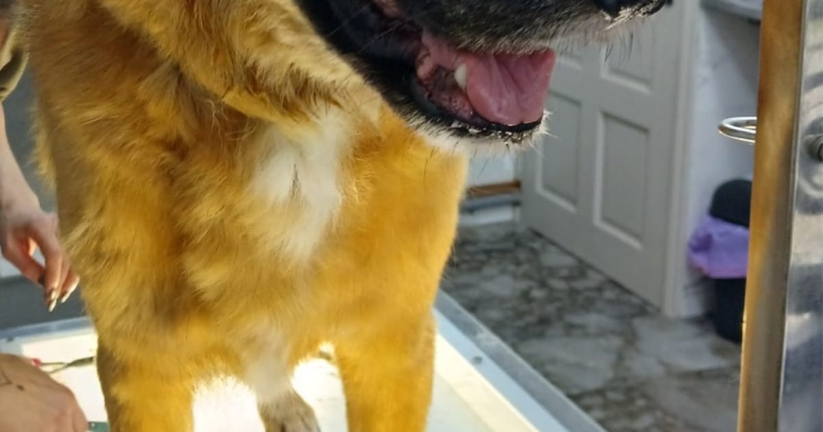 Heb jij Geno gezien? Dit huisdier wordt in Tilburg vermist