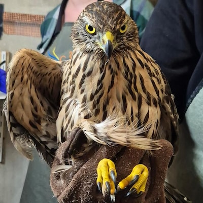 Roofvogels kunnen niet meer vliegen: vogelopvang roept op dode vogels te melden wegens westnijlvirus
