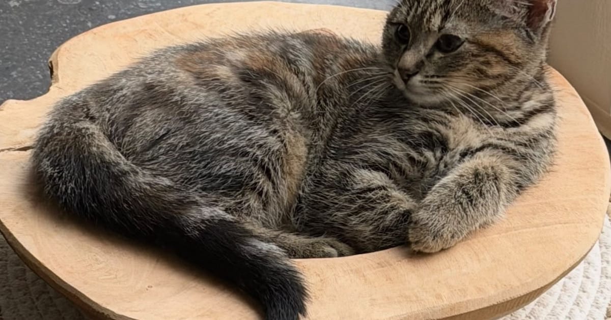 Heb jij Doortje, Sophie of Nala gezien? Deze drie huisdieren worden in Tynaarlo vermist