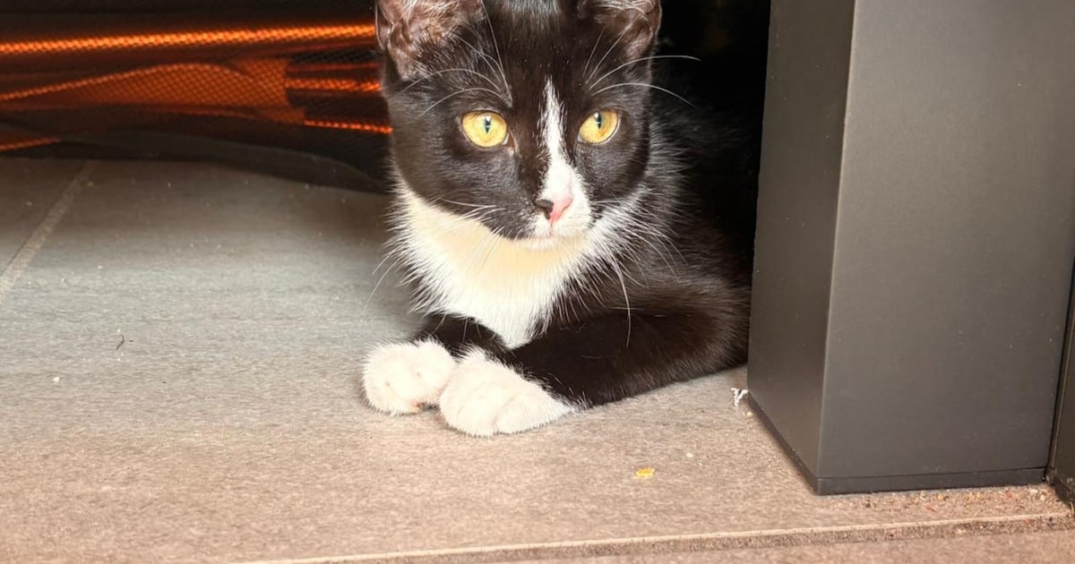 Heb jij Mini, Eddy of Doja gezien? Deze vier huisdieren worden in Deventer vermist