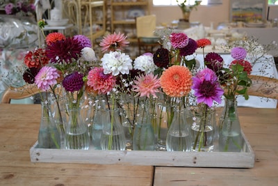 Dahlia’s staan centraal tijdens Dahlia Spektakel in Wolfheze