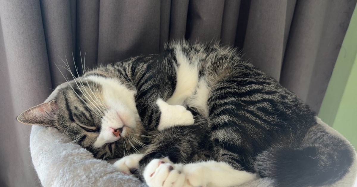 Heb jij Pip of Charlie gezien? Deze twee huisdieren worden in Waddinxveen vermist