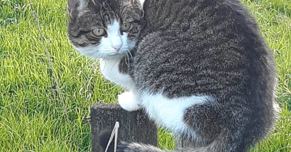 Heb jij Moontje gezien? Dit huisdier wordt in Lopik vermist