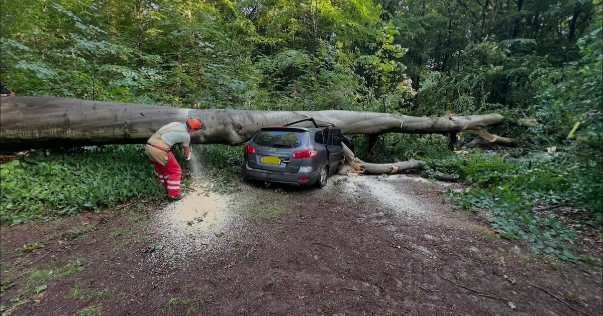 Boom belandt bovenop auto langs Speulderweg in Garderen