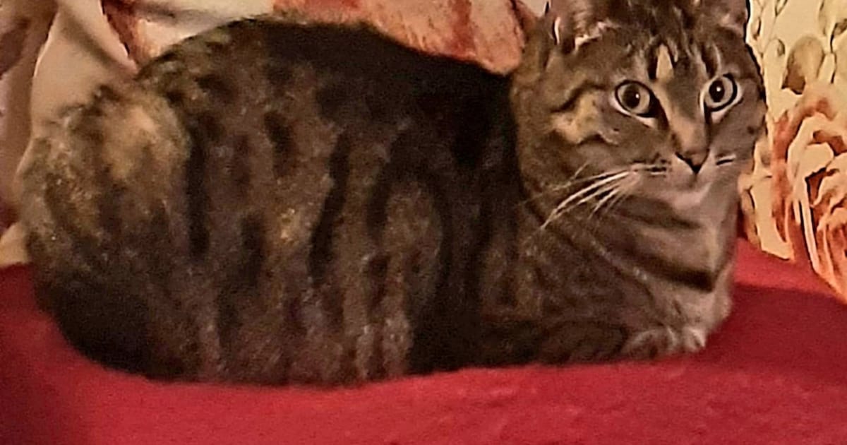 Heb jij Xavi, Lizzy of Molly gezien? Deze vijf huisdieren worden in Dijk en Waard vermist