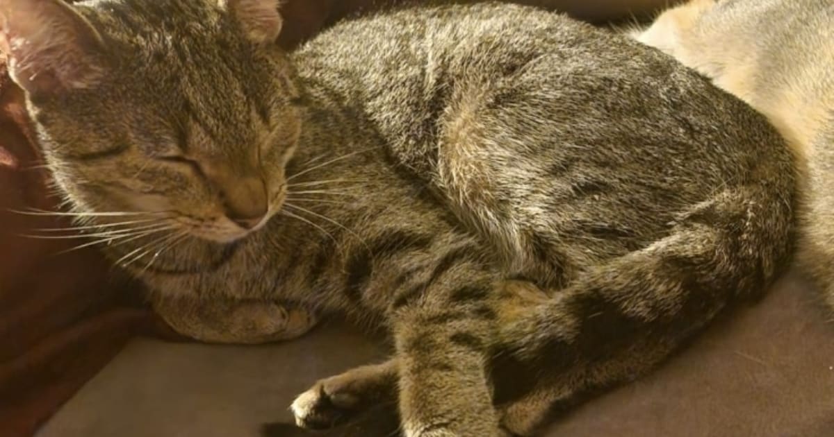 Heb jij Ollie of Kiwi gezien? Deze twee huisdieren worden in Westland vermist