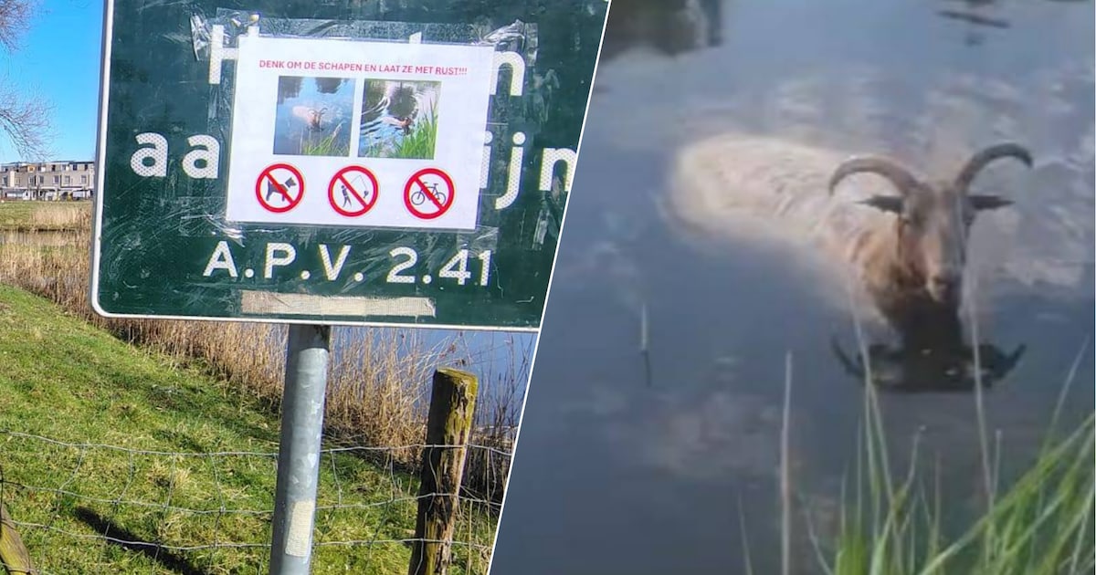 Loslopende honden en fatbikes teisteren schapenweide: ‘Roep je hond terug!’