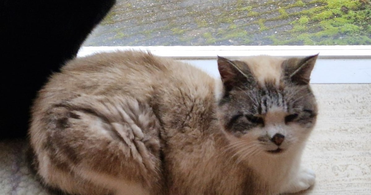 Heb jij Jip of Lotje gezien? Deze twee huisdieren worden in Voorschoten vermist