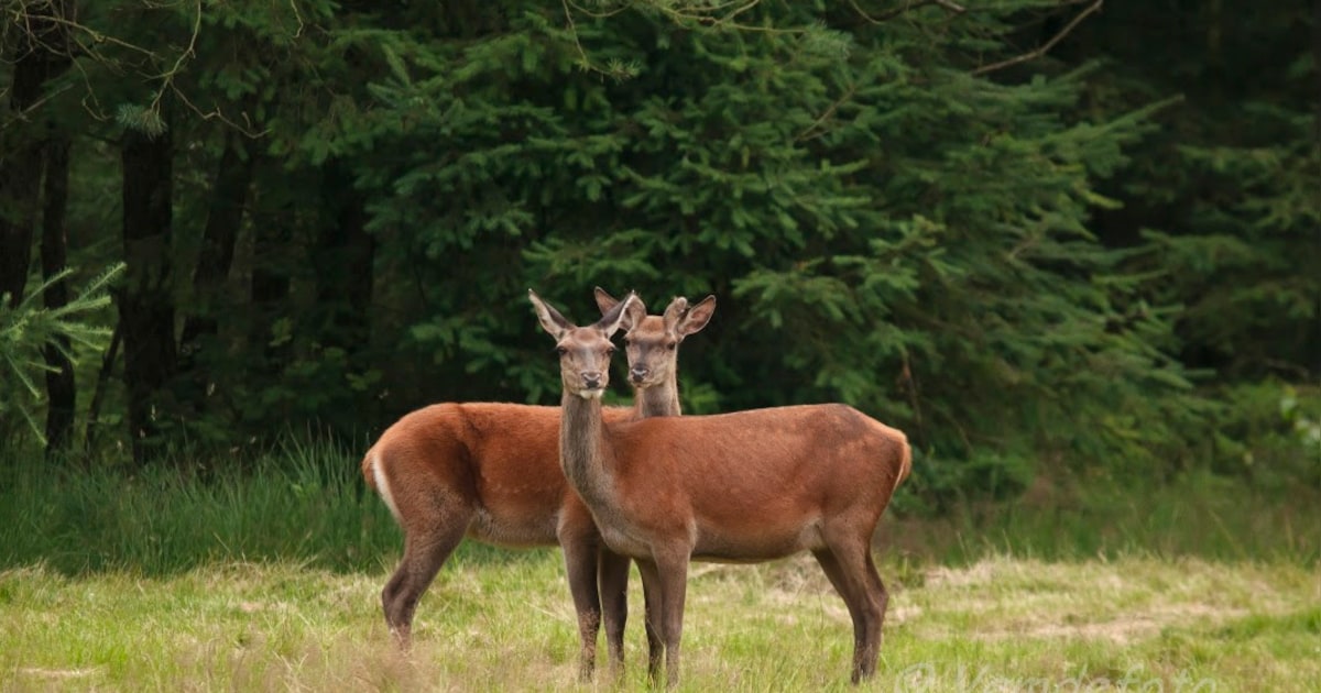 Wilde dieren spotten met boswachter op landgoed De Dellen bij Heerde