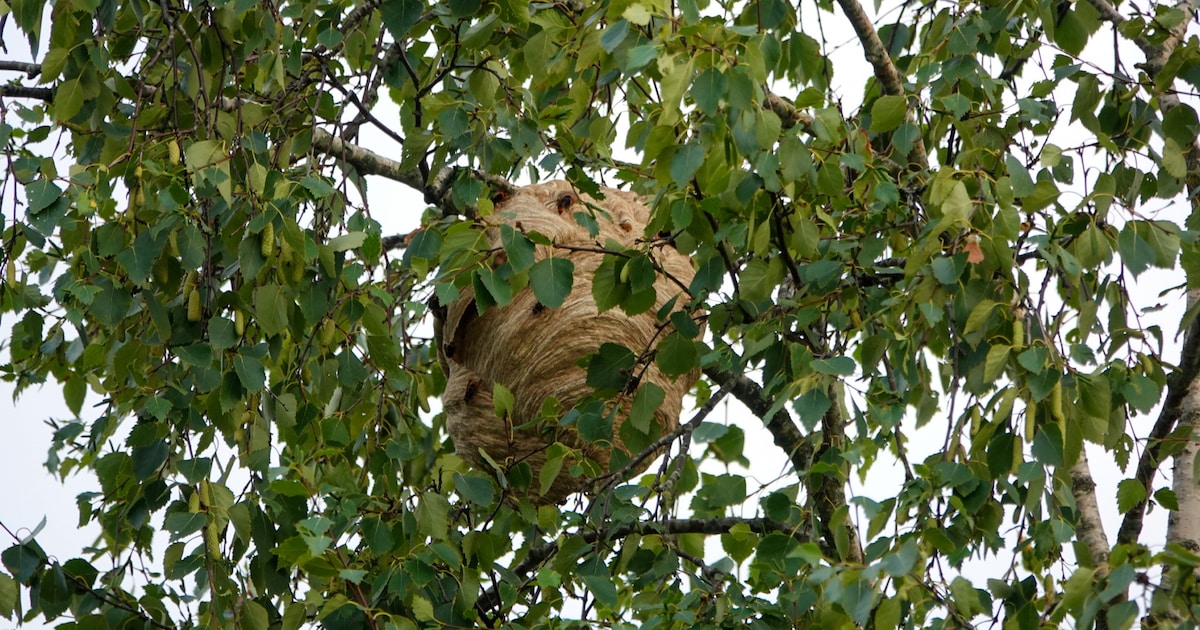 Nest van Aziatische hoornaar ontdekt in Purmerend