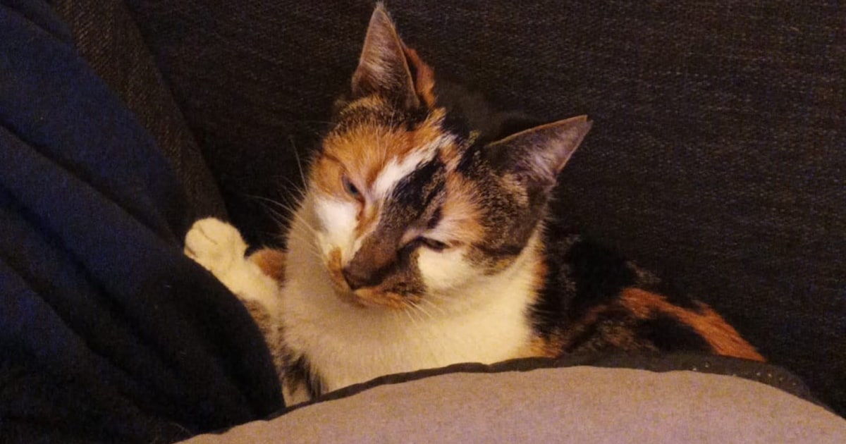 Heb jij Samira of Mau gezien? Deze twee huisdieren worden in Hilversum vermist