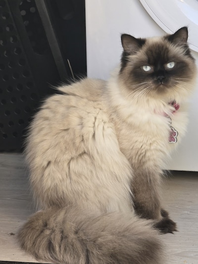 Heb jij Alma, Zazu of Nala gezien? Deze 44 huisdieren worden in Rotterdam vermist