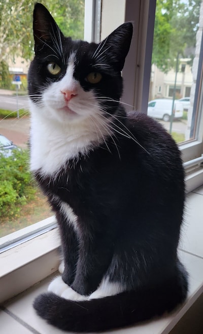 Heb jij Nova, Pip of Loes gezien? Deze vijf huisdieren worden in Veenendaal vermist
