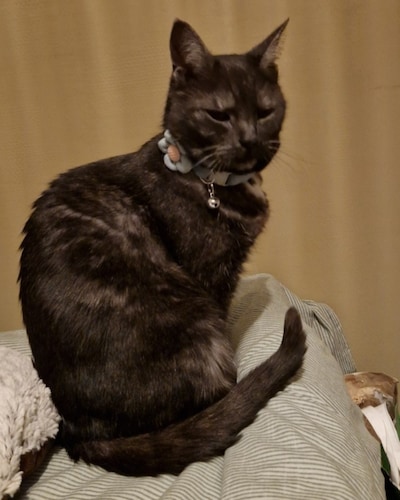 Heb jij Foxy, Balou of Aslan gezien? Deze drie huisdieren worden in Dordrecht vermist