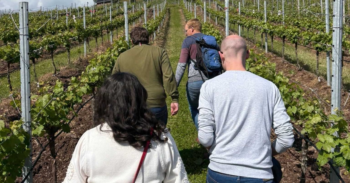 Lekker weg in eigen land: bezoek binnenkort een wijngaard in de buurt van Hengelo