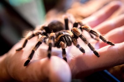 Twaalf slangen en vogelspin gedood bij brandstichting in appartement Roosendaal
