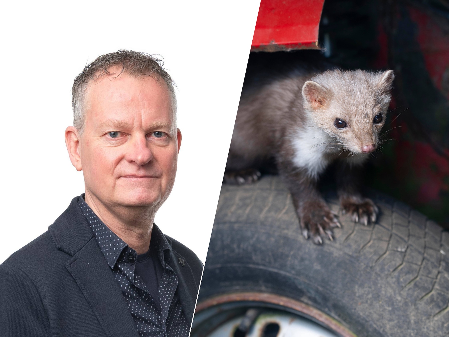 Zo voorkom je dat steenmarters jouw auto kapot maken