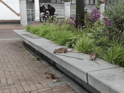 Op rattenjacht met fretten, wat vind jij daarvan?