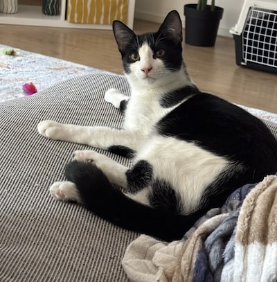 Heb jij Pascal, Elmo of Maeve gezien? Deze drie huisdieren worden in Etten-Leur vermist