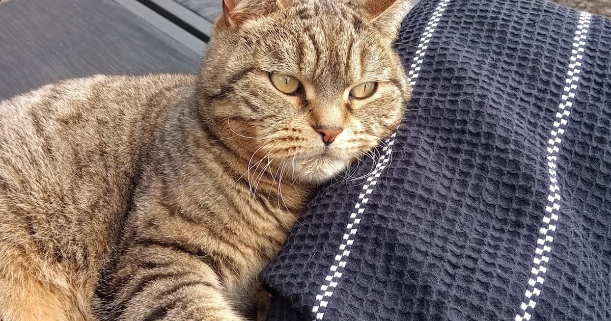 Heb jij Tijger gezien? Dit huisdier wordt in Renswoude vermist