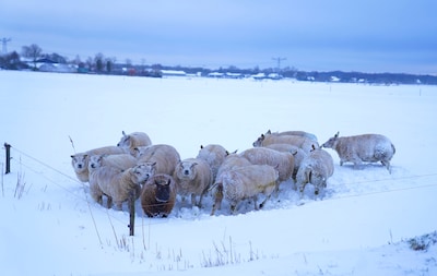 LIVE Sneeuw in Brabant | Sneeuw zorgt voor prachtige plaatjes, maar ook hinder: Breda en Tilburg slu