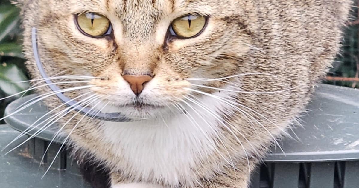 Heb jij Terry, Munchie of Ozzy gezien? Deze drie huisdieren worden in Pekela vermist