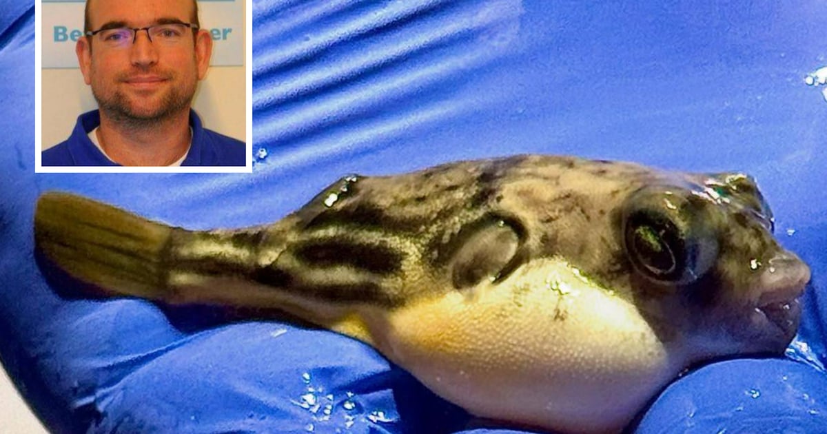 Dierenarts Bob uit Baarn krijgt wel héél bijzondere patiënt: giftige kogelvis kan niet meer eten en 