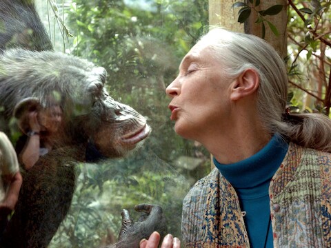 Wereldberoemde chimpansee-onderzoeker Jane Goodall (91) overleden: ‘Ze hield van Nederland’