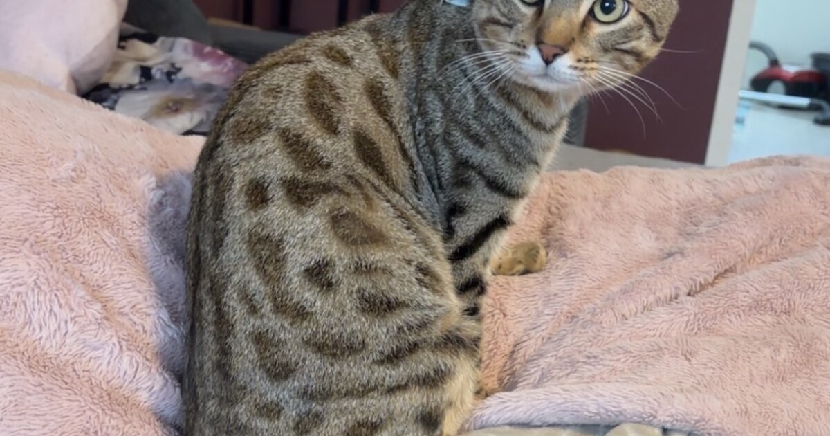 Heb jij Abbey, Tijger of Simba gezien? Deze vijf huisdieren worden in Nissewaard vermist