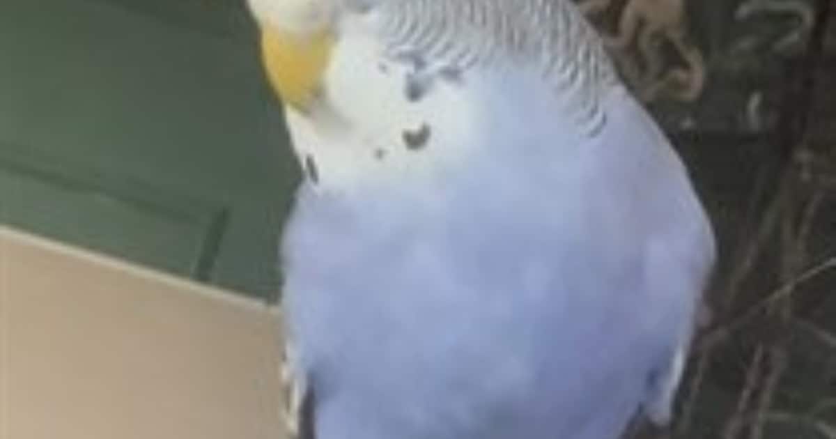 Heb jij Taco gezien? Dit huisdier wordt in Meerssen vermist