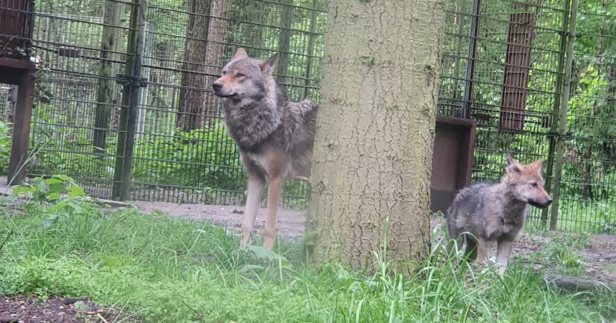Vier wolvenwelpjes met erfelijke oogziekte kregen een spuitje in Dierenpark Amersfoort
