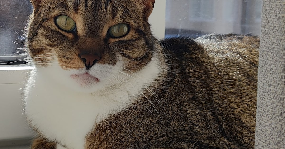 Heb jij Momo, Elsa of Lilo gezien? Deze 24 huisdieren worden in Haarlem vermist