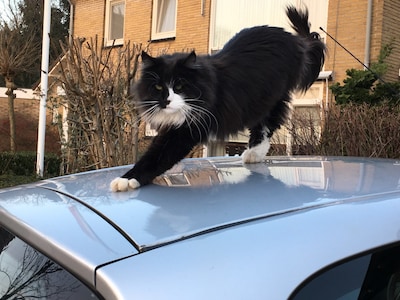 Heb jij Bello, Joey of Momo gezien? Deze vijf huisdieren worden in Ede vermist