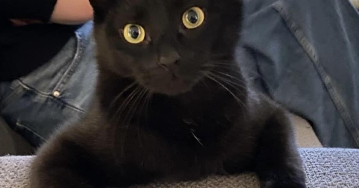 Heb jij Juul, Mojo of Lizzy gezien? Deze vijf huisdieren worden in Sittard-Geleen vermist