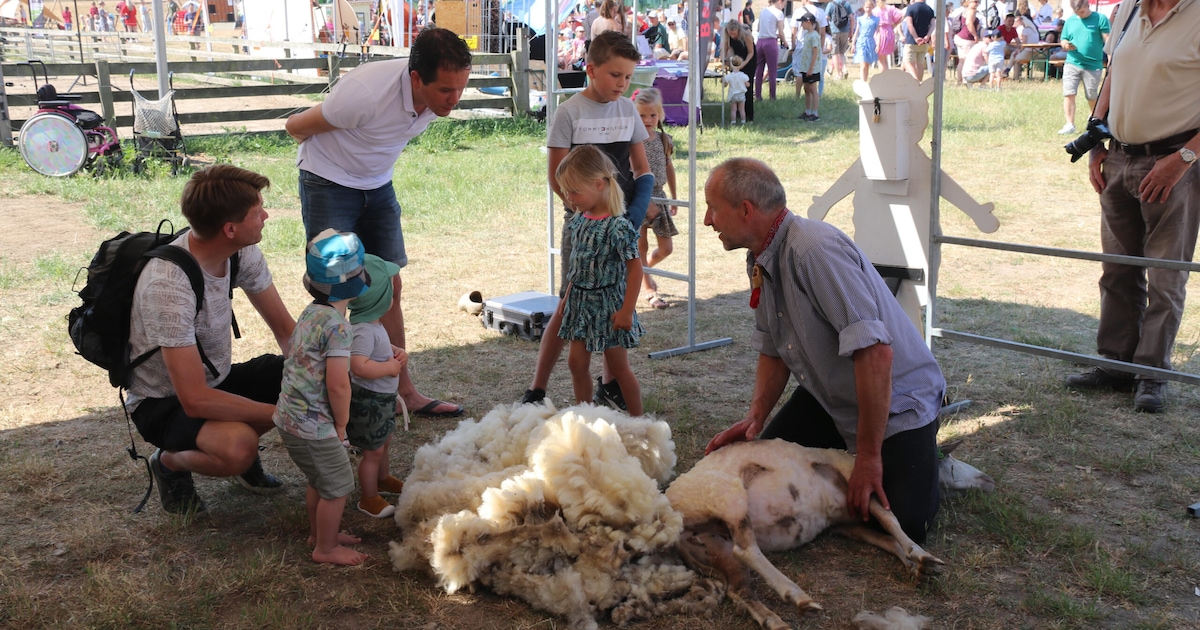 Schaapscheerdersfeest in Exloo met folkloristische optocht en kampioenschap scheren