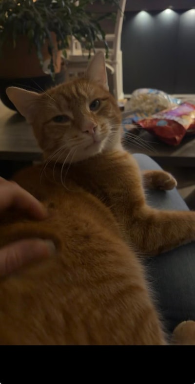 Heb jij James, Sibbe of Schnapps gezien? Deze zes huisdieren worden in Oss vermist