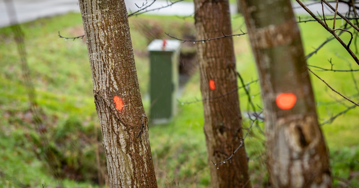 Bosonderhoud in Oostappen start binnenkort
