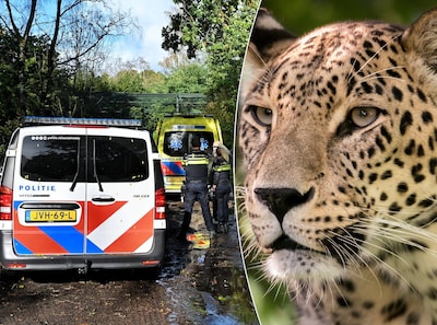 Collega’s van aangevallen panterverzorger komen samen in Beekse Bergen: ‘Iedereen is ontzettend verdrietig'