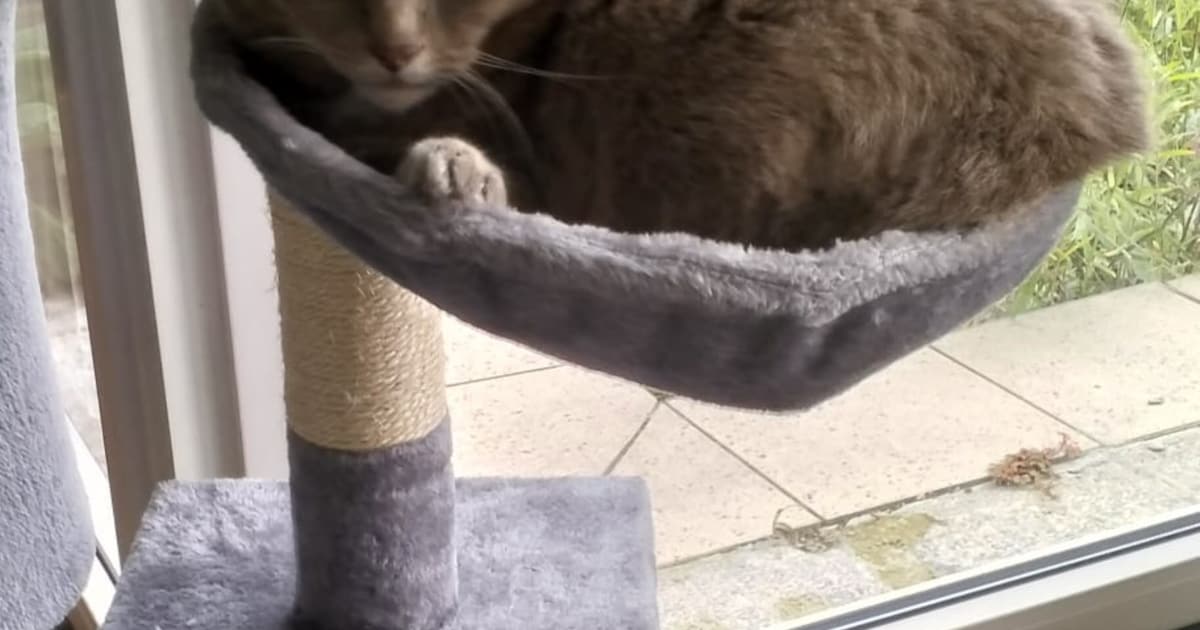 Heb jij Nala gezien? Dit huisdier wordt in Peel en Maas vermist