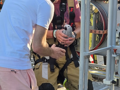 Brandweer helpt papegaai uit boom in Ede