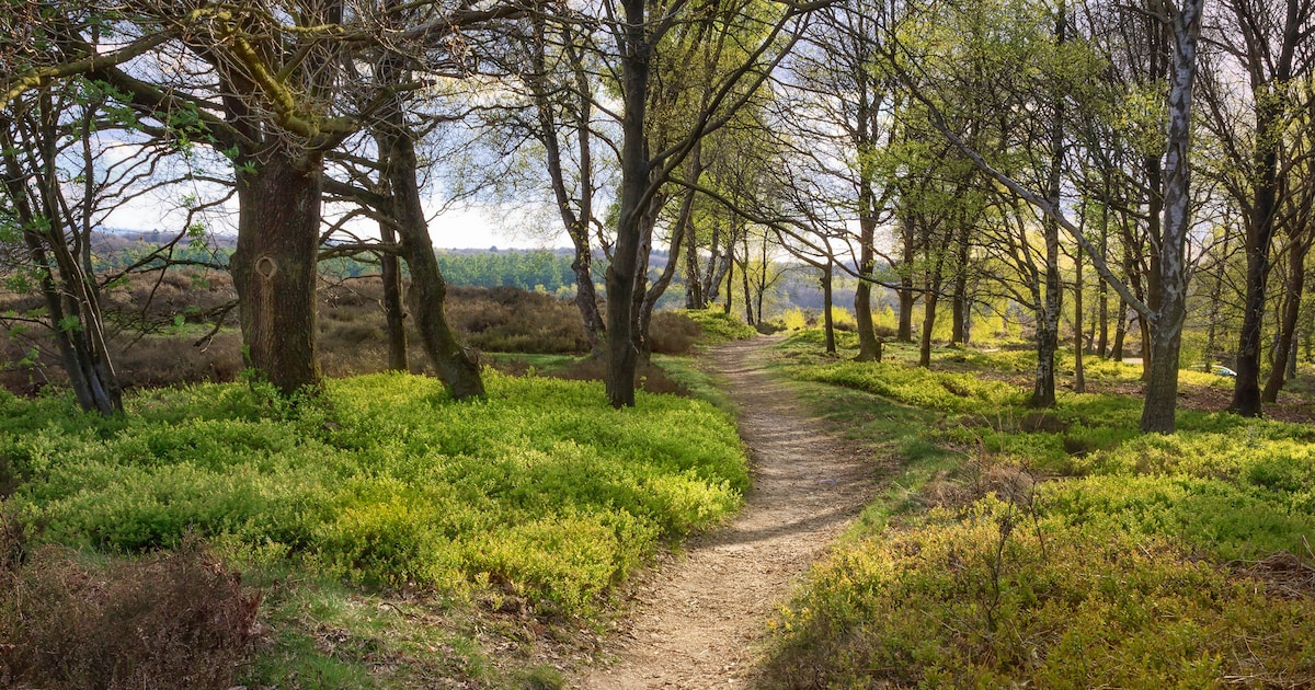 Natuurbegraven worden populairder: begraafplaats in Anna Paulowna geeft toelichting