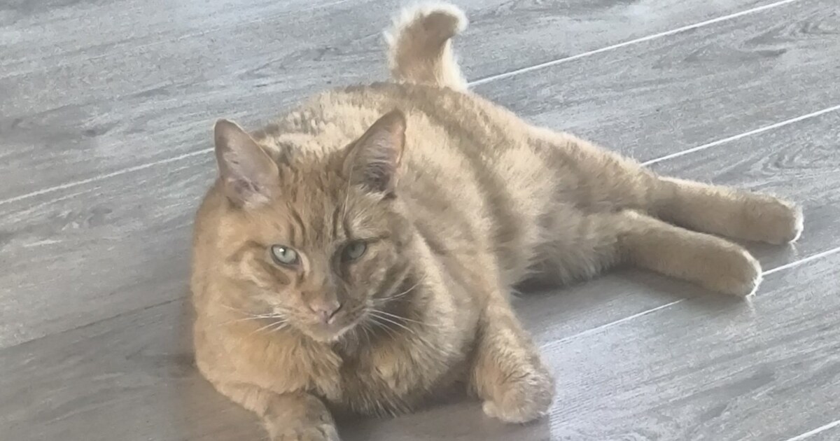Heb jij Rocky gezien? Dit huisdier wordt in Enkhuizen vermist