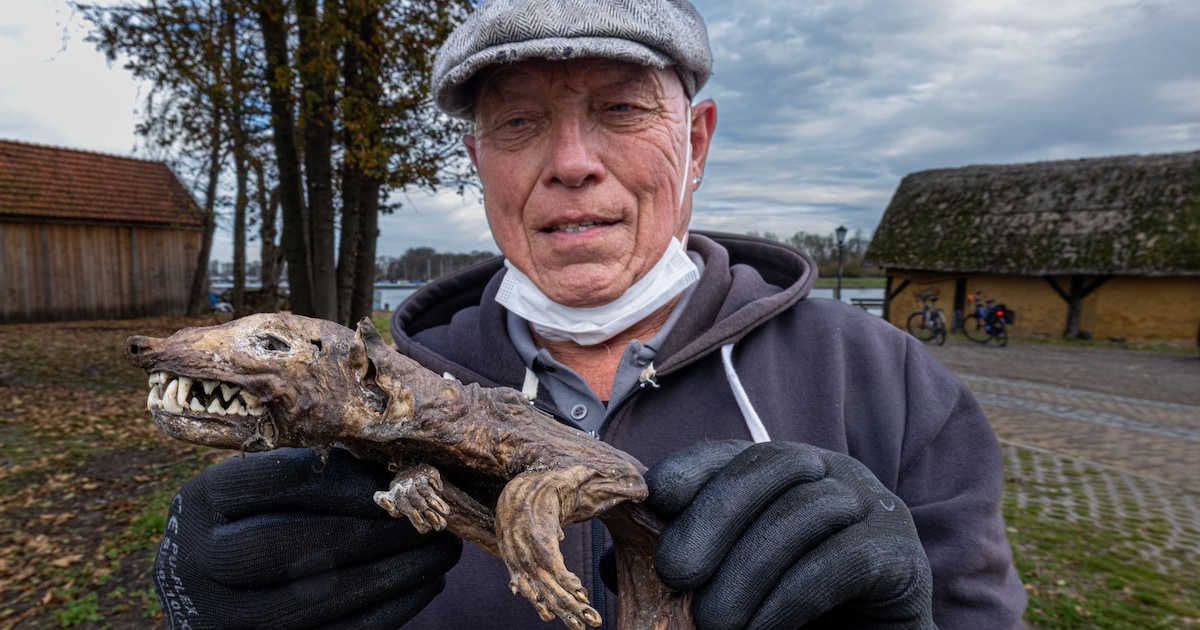 Mummie ‘Joop’ werd door Hans gevonden, nu gaat hij naar een museum: ‘Hij is echt prachtig’