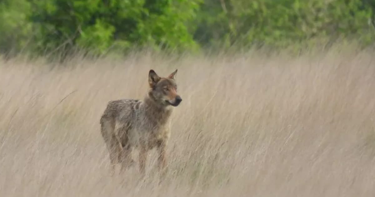 Wolvin Emma is niet langer alleen: mannelijke wolf opgedoken in Noorderkempen