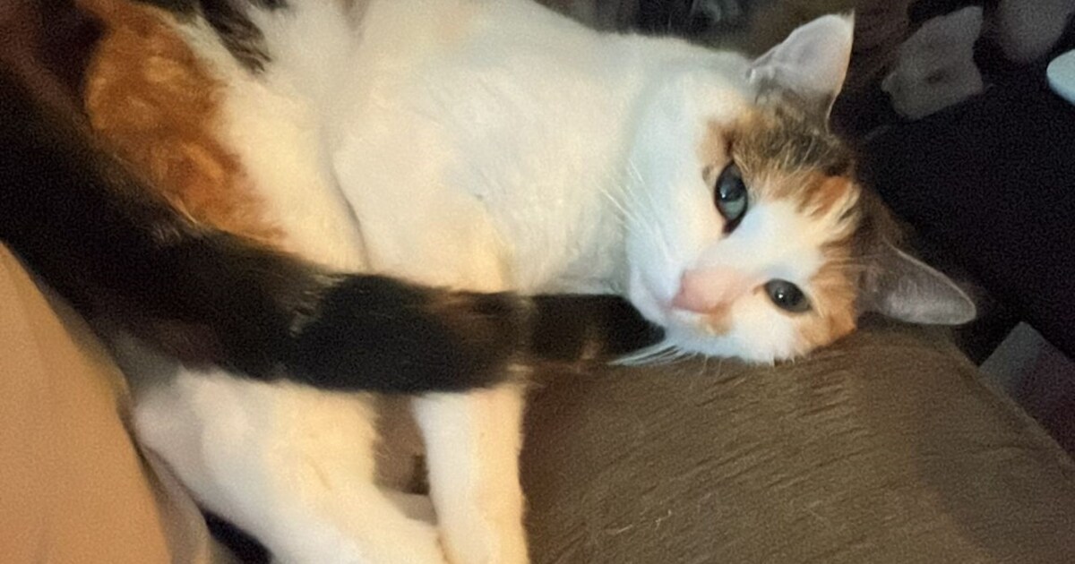 Heb jij Tieme, Lilly of Kaikai gezien? Deze drie huisdieren worden in Soest vermist